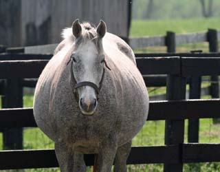 Pregnant Horse