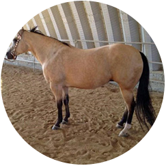 22 year old AQHA mare