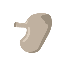 stomach icon