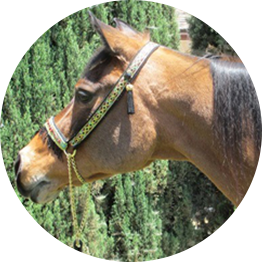 Sara's horse Journey who loves Integrity low starch horse feed