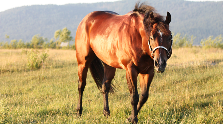 brown horse walking in field