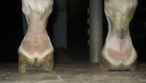 Horse Hoof Irregularities: Club Foot - Integrity Horse Feed