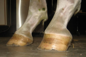 Horse Hoof Irregularities: Club Foot - Integrity Horse Feed