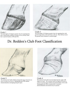 Horse Hoof Irregularities Club Foot Integrity Horse Feed