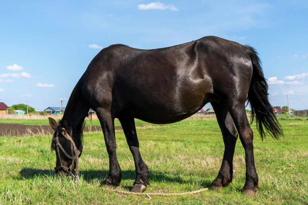 Twelve Facts About Pregnant Mares Integrity Horse Feed