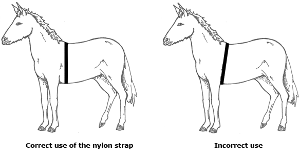 diagram showing the incorrect and correct use of the nylon strap to measure heart girth circumference