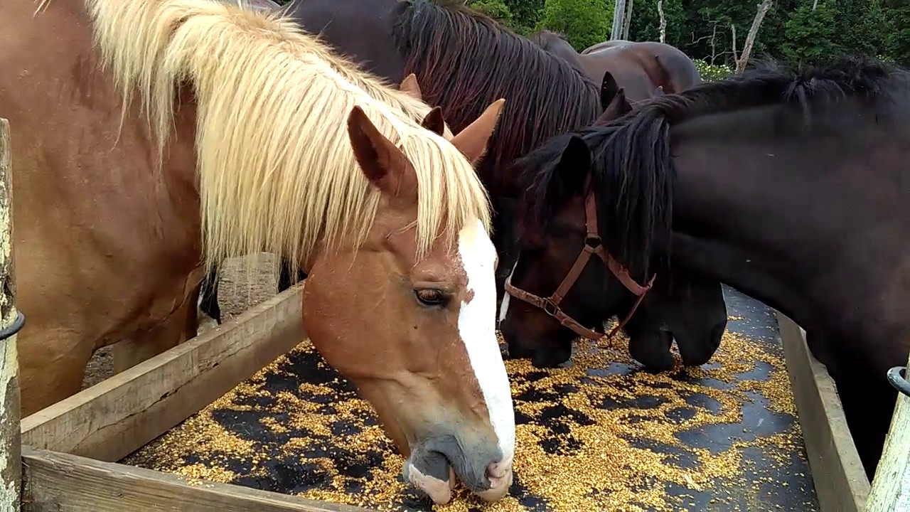 horses eating from food trough